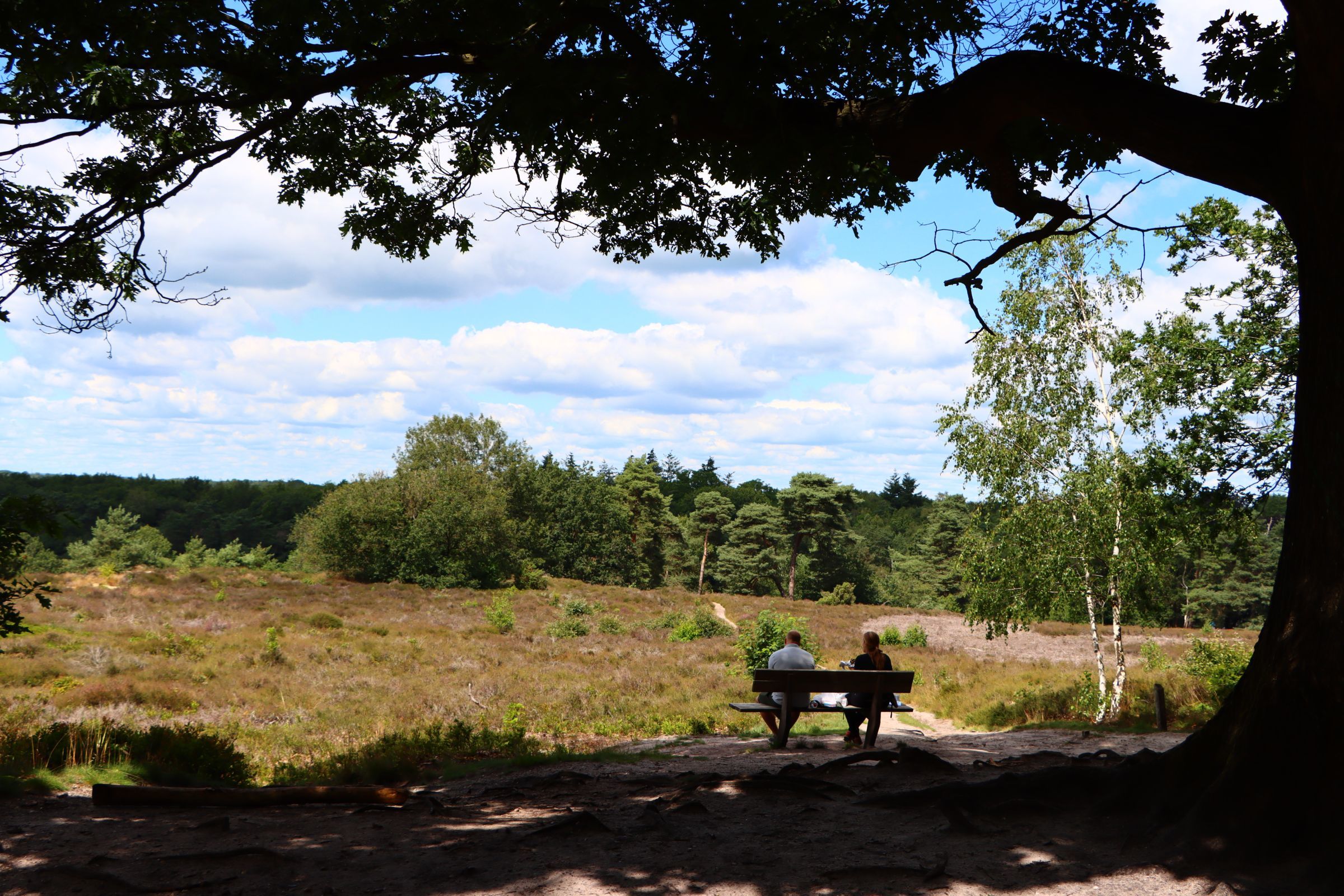 Bos bungalow met hond — foto 10