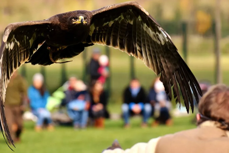 Camping Ommerland roofvogelshow