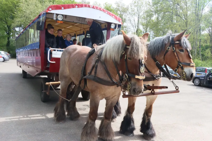 Animatie Camping Ommen 50