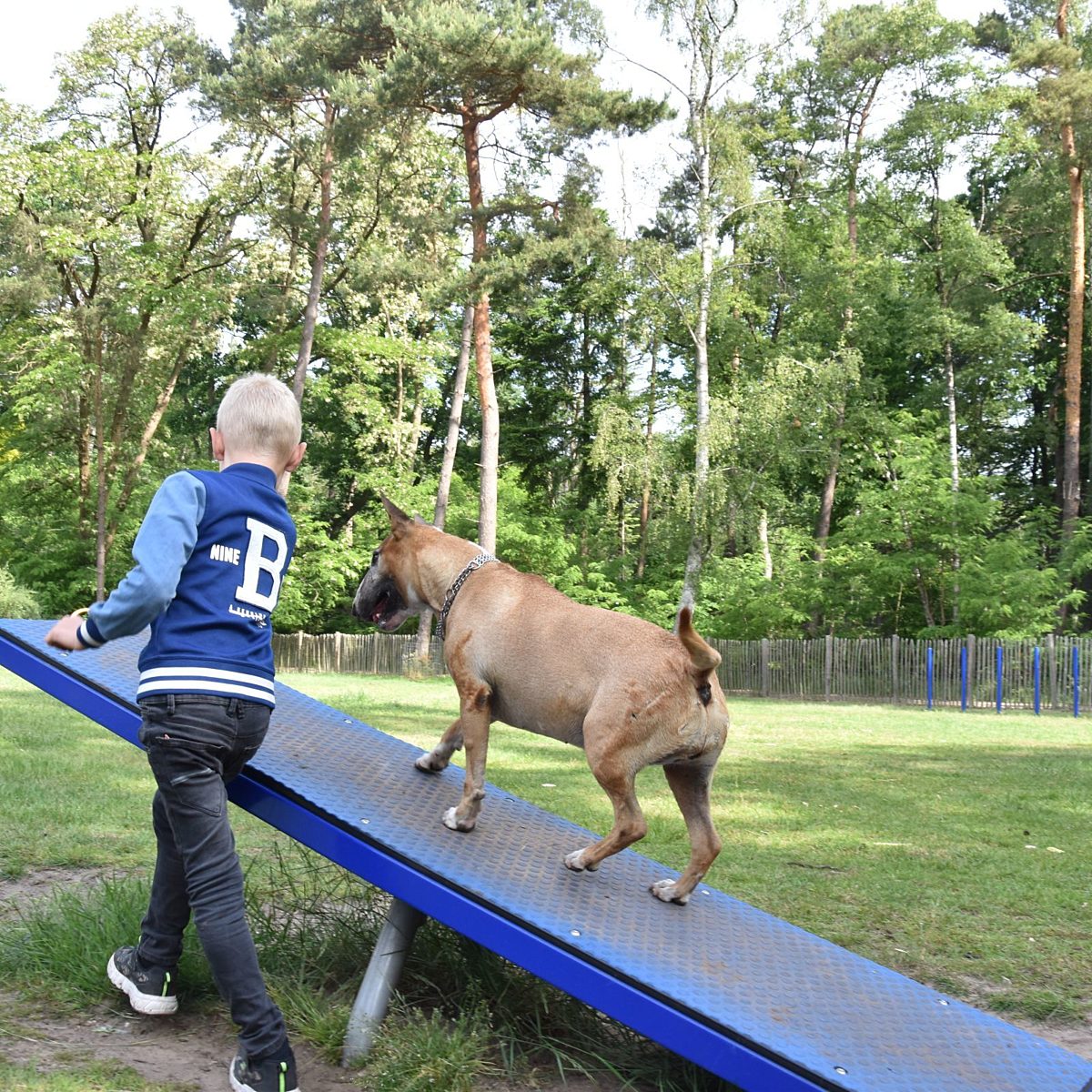 Camping met hond Ommen 4