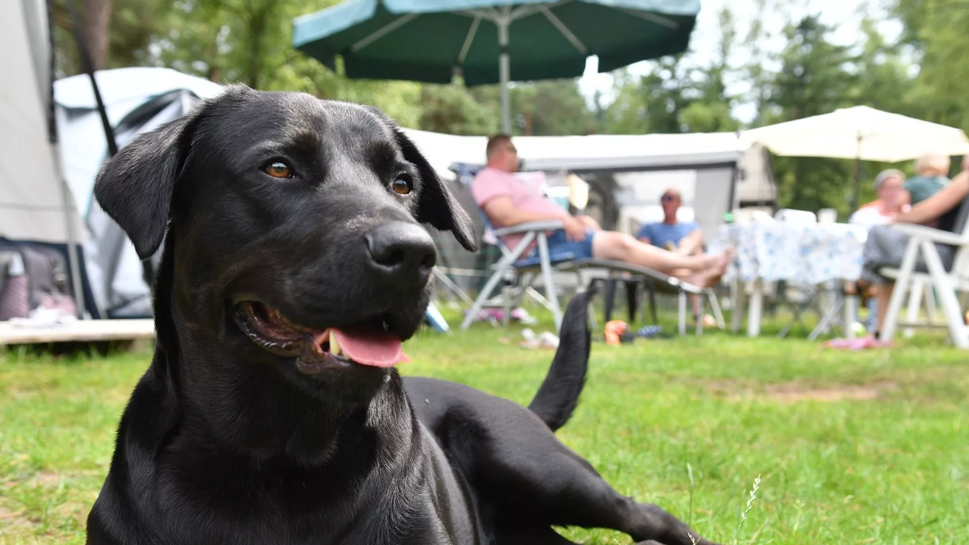 Elastisch Feest Bevoorrecht Camping met hond 🐶 - Midden in het bos | Camping Ommerland