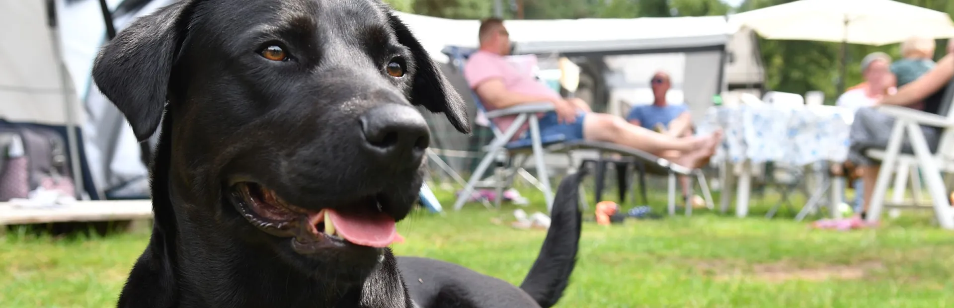 Camping met hond Ommen