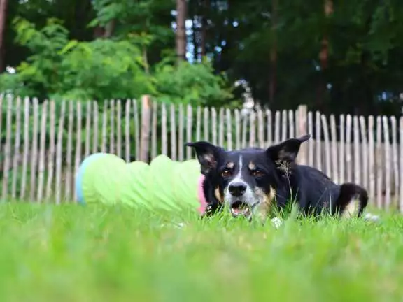 Camping met hond 🐶 - Midden in het | Camping Ommerland