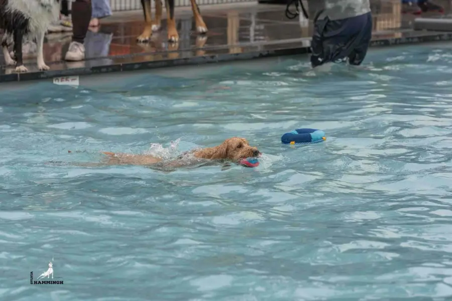 Honden voor hondenplons 2026