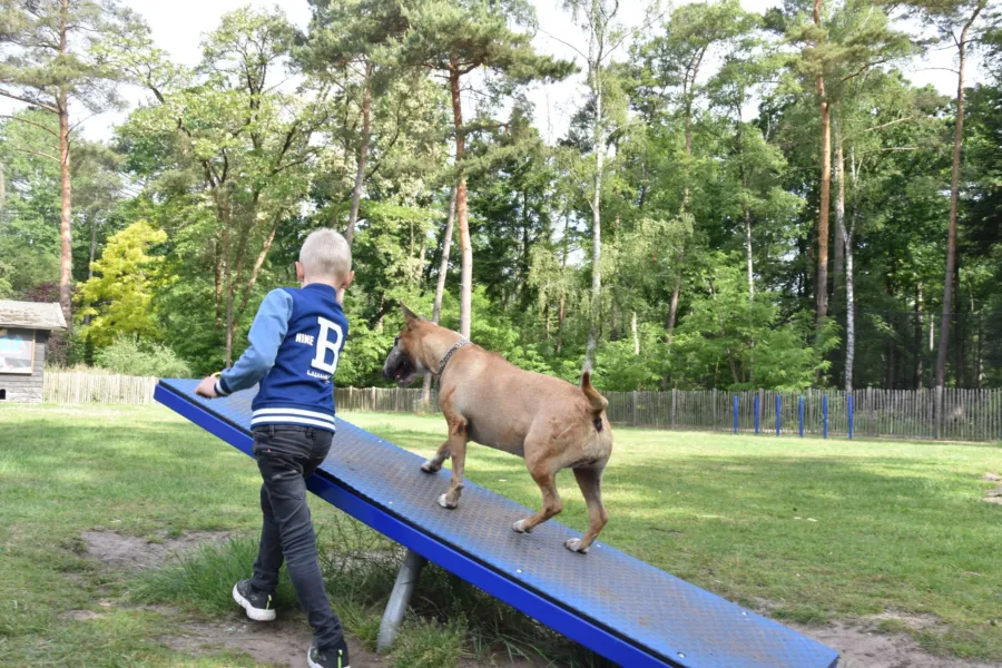 Camping met hond Ommen 4