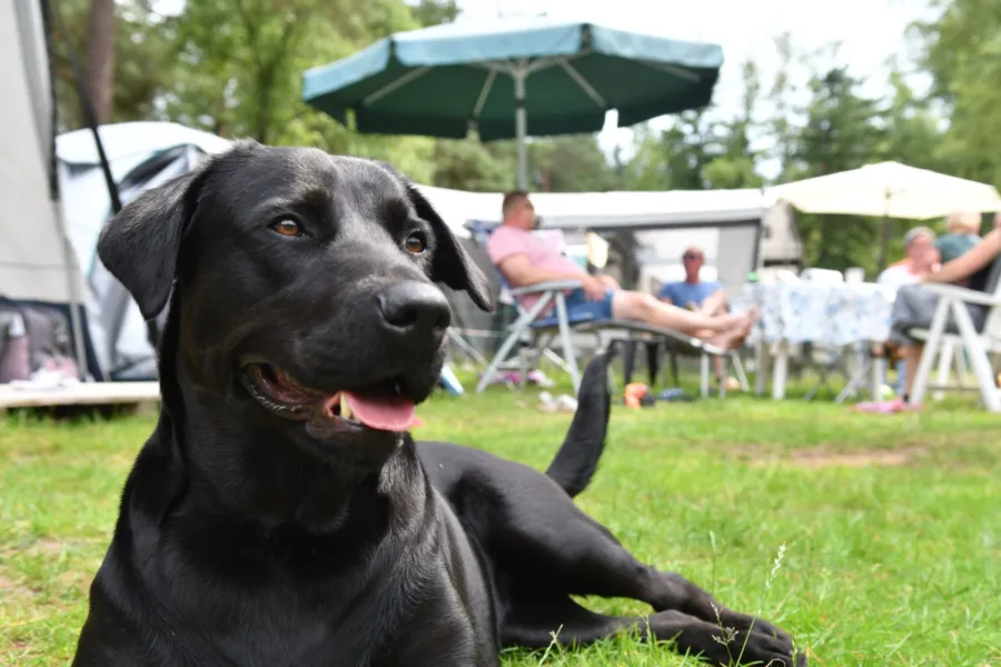 Camping met hond Ommen