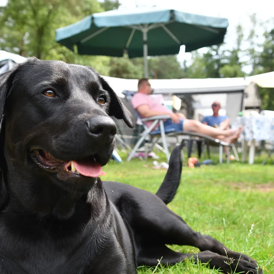 Camping met hond Ommen