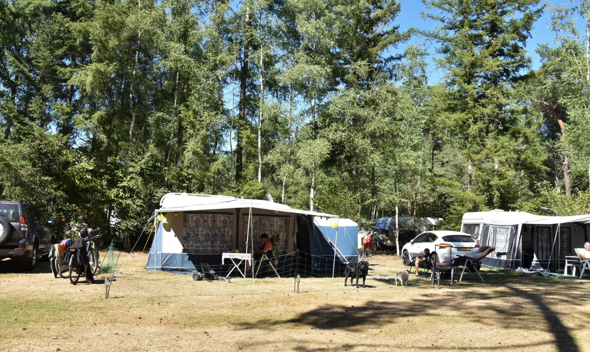 Camping met hond kampeerplaats Ommerbos 2