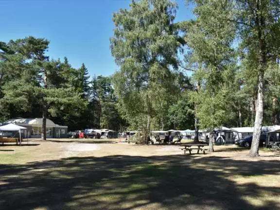 Camping met hond kampeerplaats Ommerbos 11