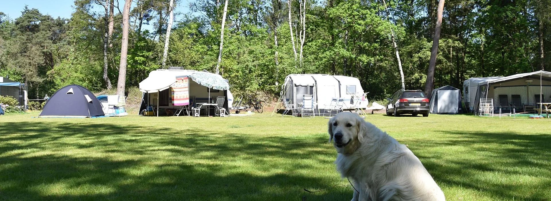 Camping Ommen met hond Ommerland 19