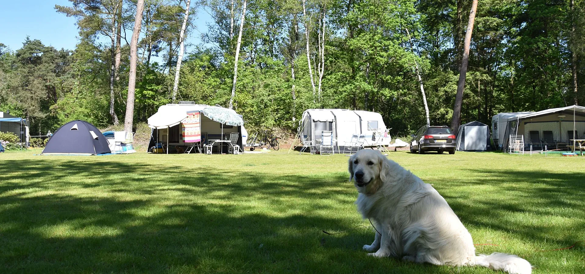 Camping Ommen met hond Ommerland 19