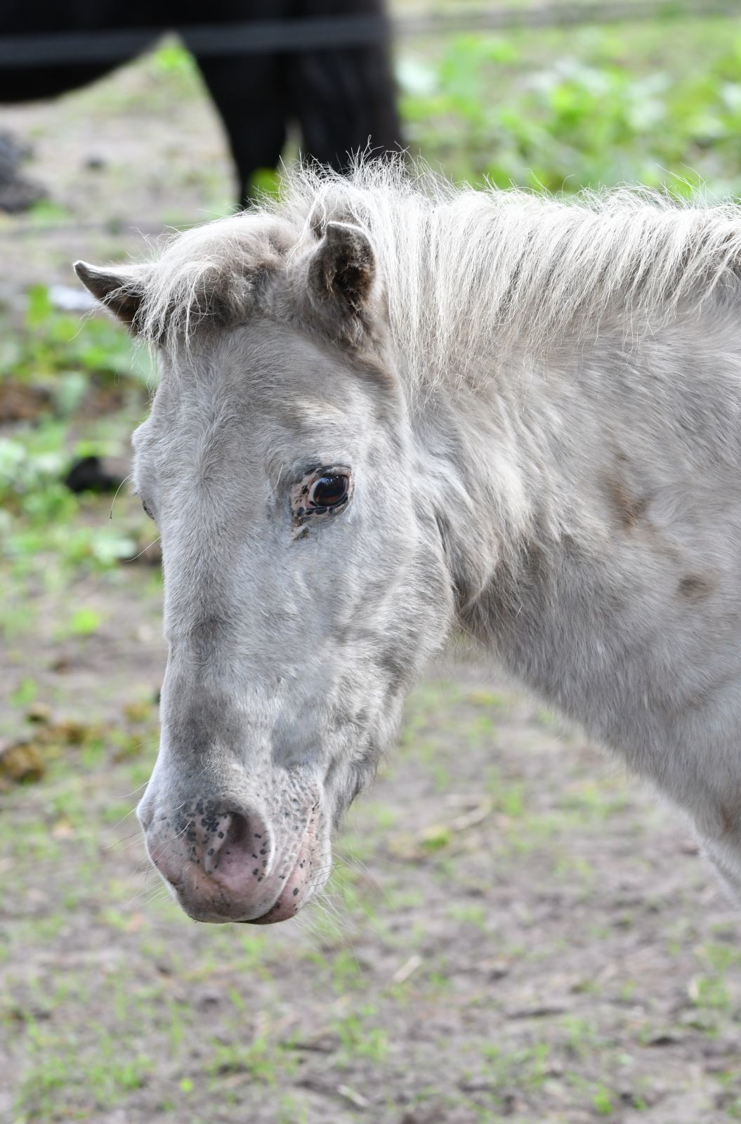 Vakantiepark met verzorgpony Ommen 22 Vakantiepark met verzorgpony Ommen 22
