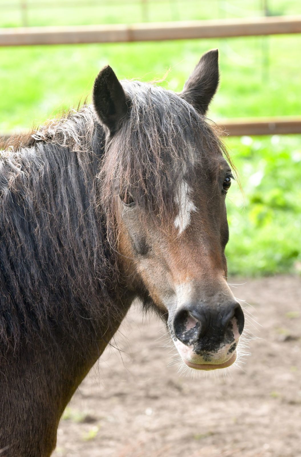 Vakantiepark met verzorgpony Ommen 23 Vakantiepark met verzorgpony Ommen 23