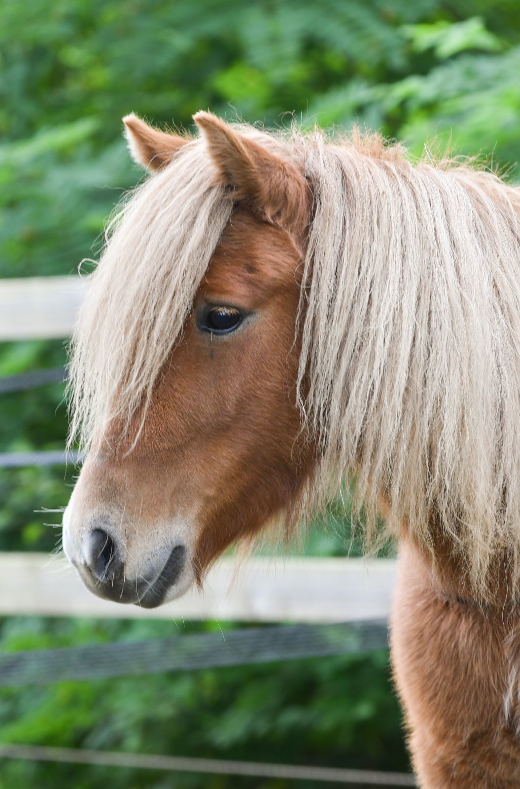 Vakantiepark met verzorgpony Ommen 27 Vakantiepark met verzorgpony Ommen 27