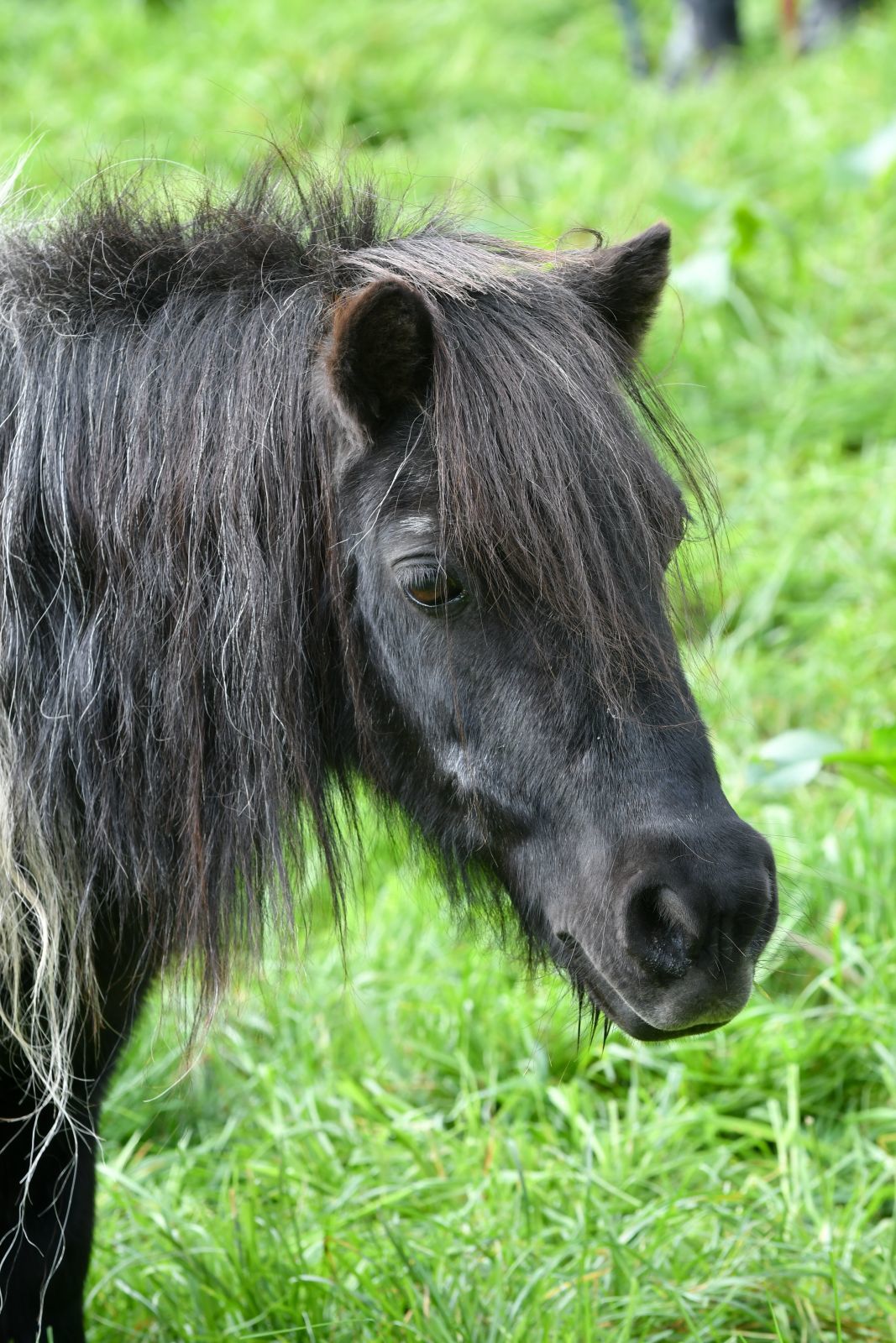 Vakantiepark met verzorgpony Ommen 32 Vakantiepark met verzorgpony Ommen 32