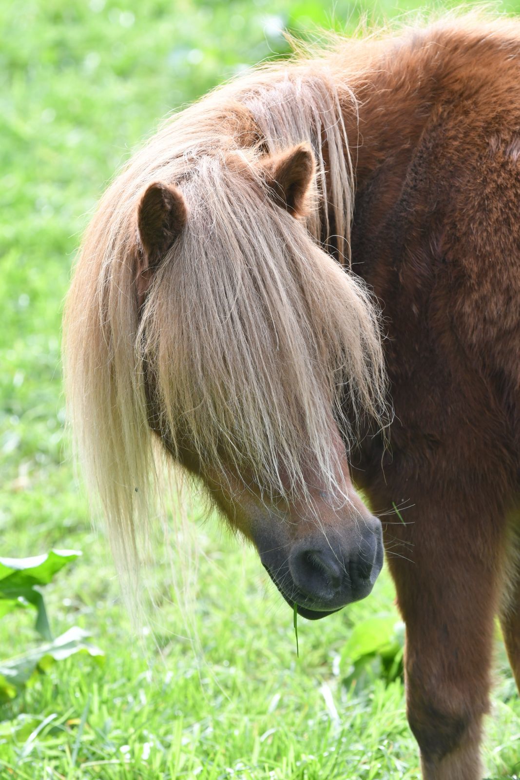 Vakantiepark met verzorgpony Ommen 34 Vakantiepark met verzorgpony Ommen 34