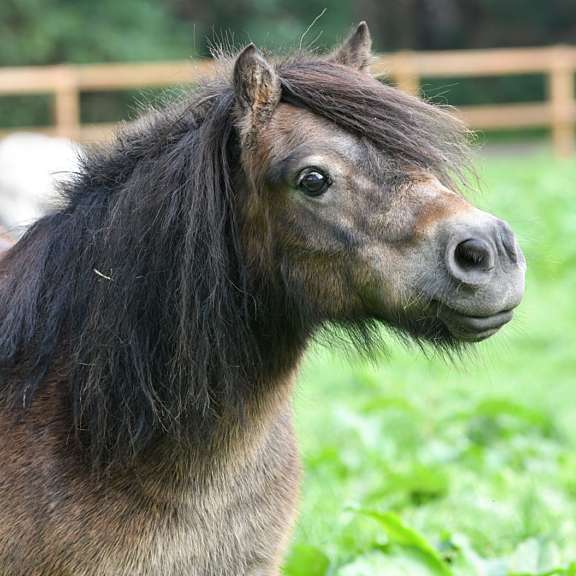 Vakantiepark met verzorgpony Ommen 21
