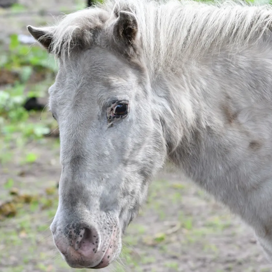 Vakantiepark met verzorgpony Ommen 22