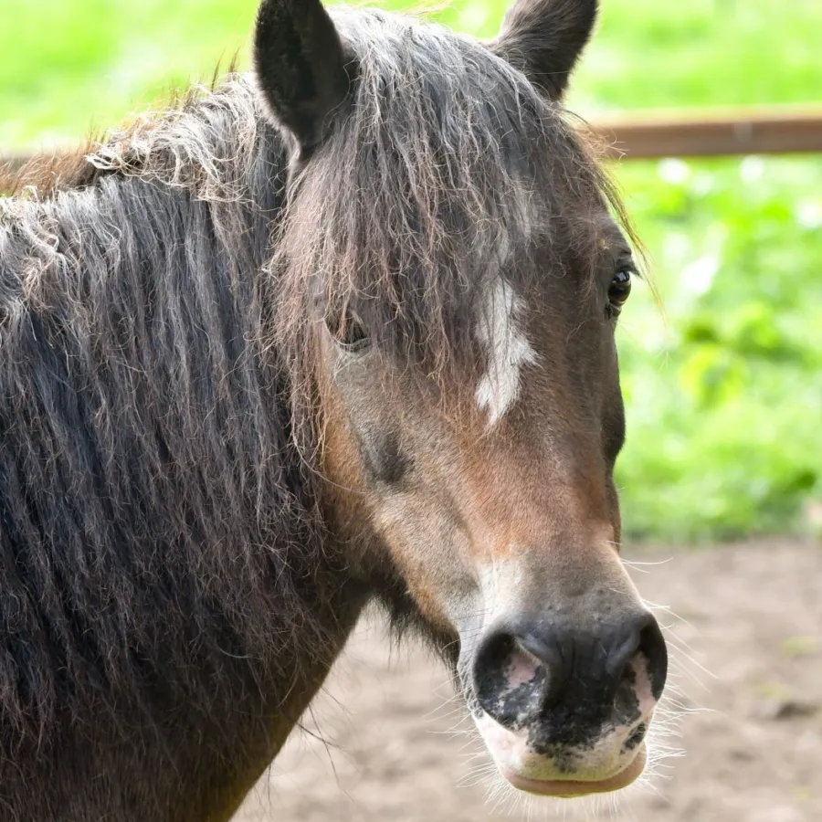 Vakantiepark met verzorgpony Ommen 23