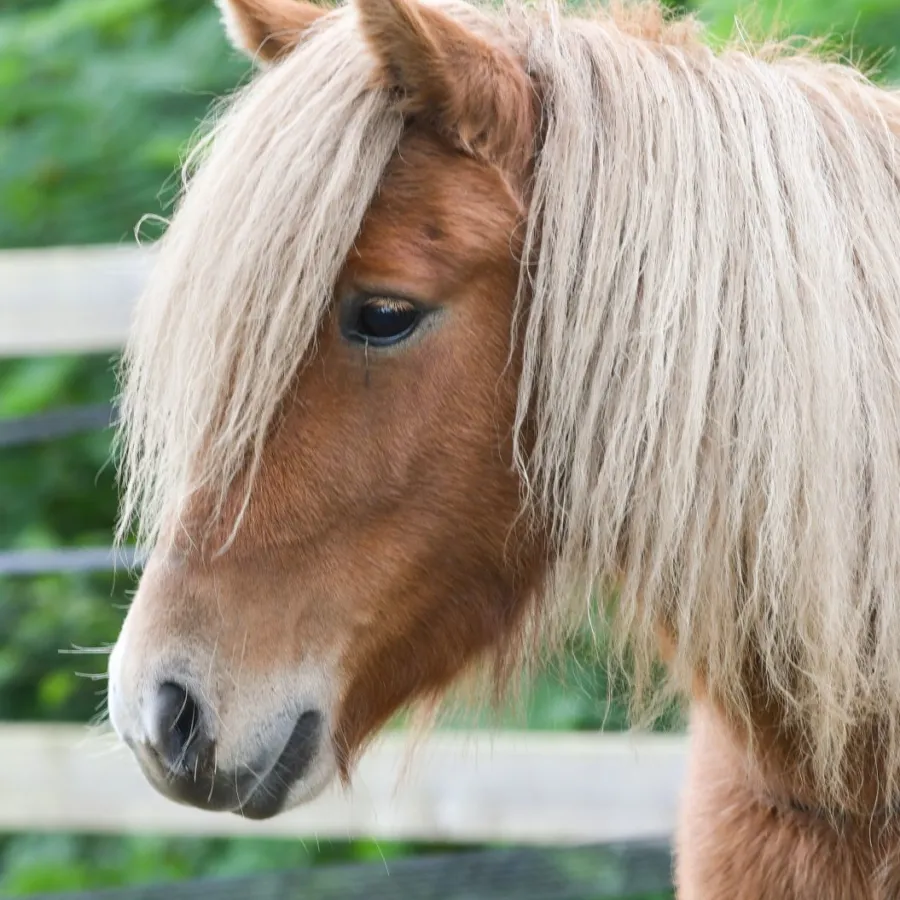 Vakantiepark met verzorgpony Ommen 27