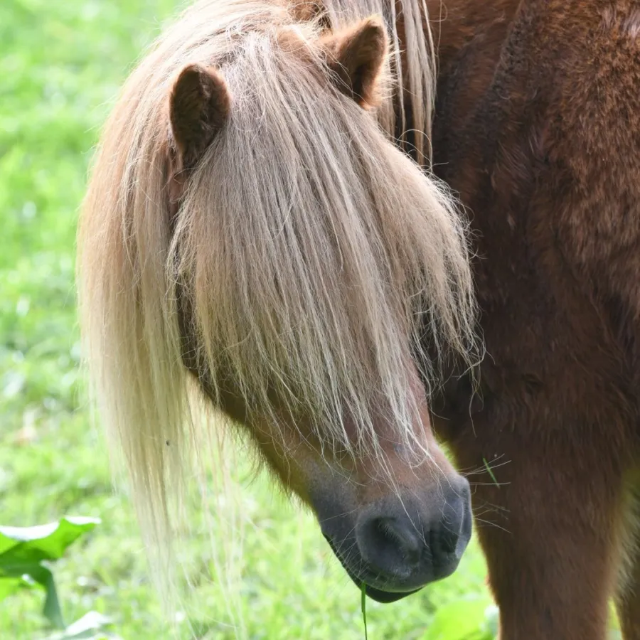 Vakantiepark met verzorgpony Ommen 34