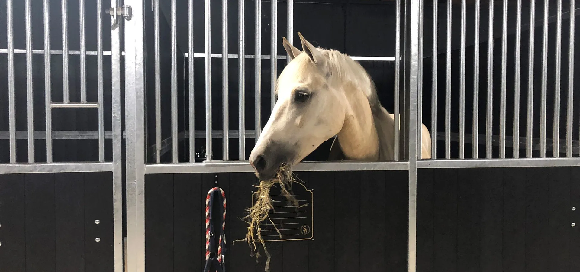 Paardenvakantie Manege Ommen 6