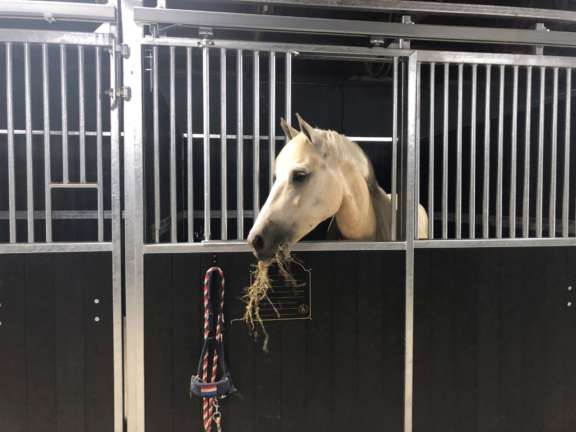 Paardenvakantie Manege Ommen 6