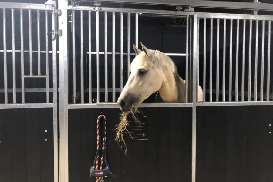 Paardenvakantie Manege Ommen 6