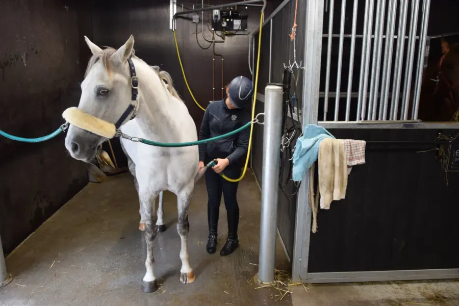 Paardenvakantie Manege Ommen 8