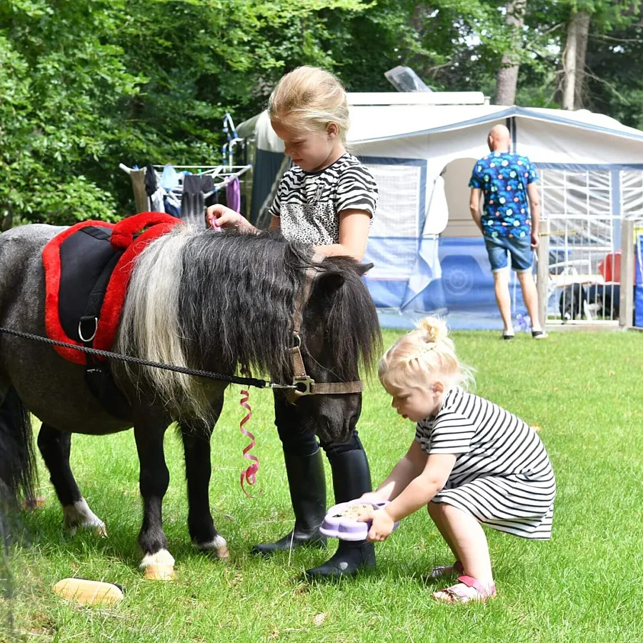 Camping met verzorgpony Ommen 3