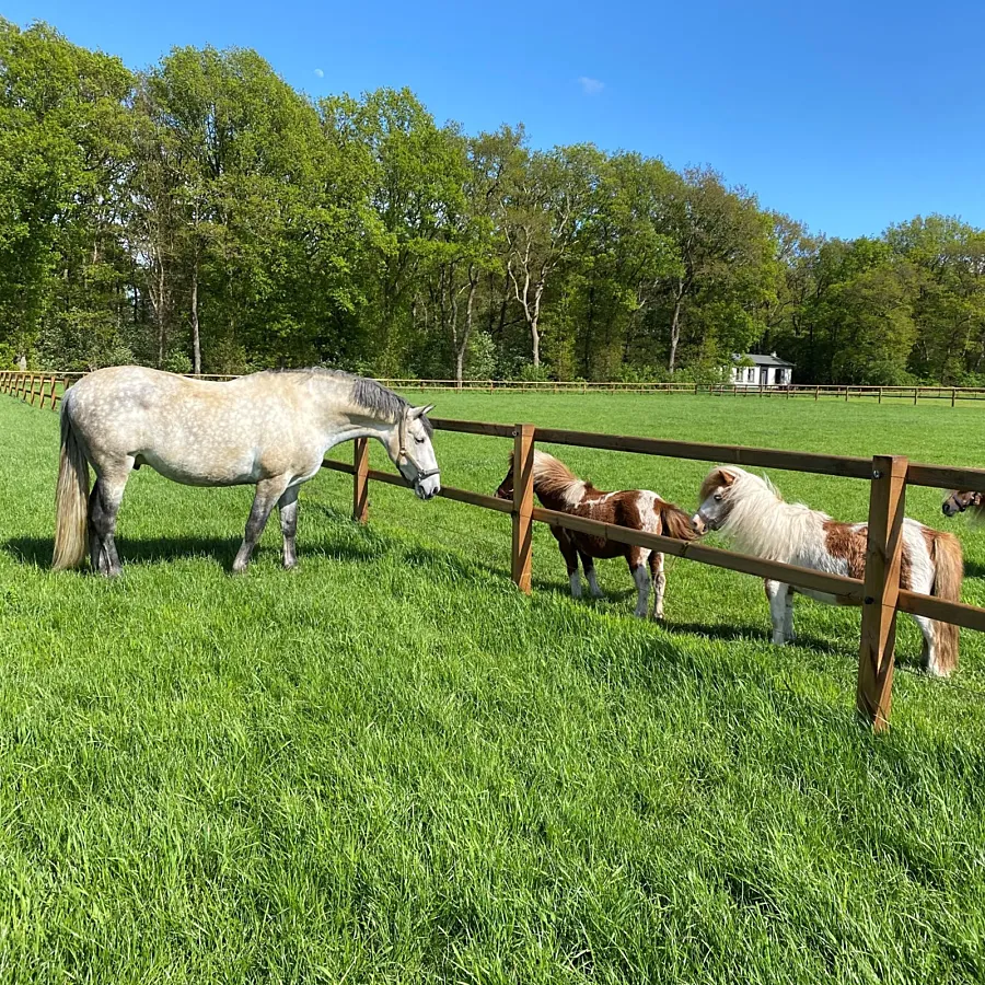 Paardenstalling met weiland Ommen