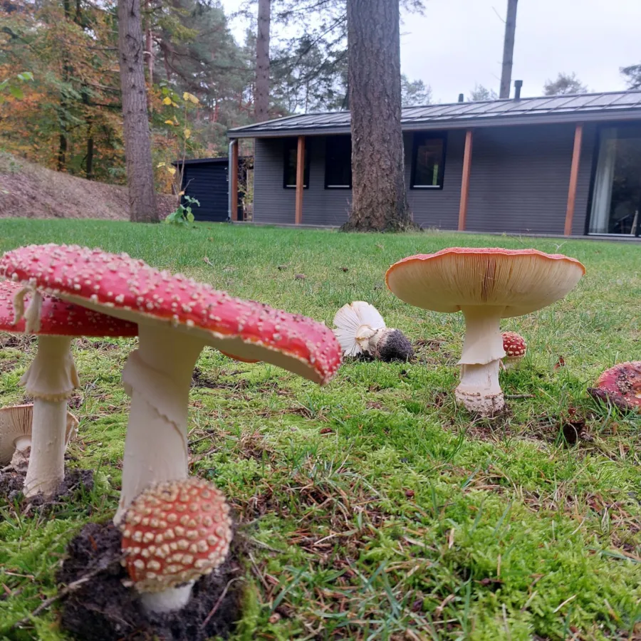 Herfstwandelspeurtocht 2