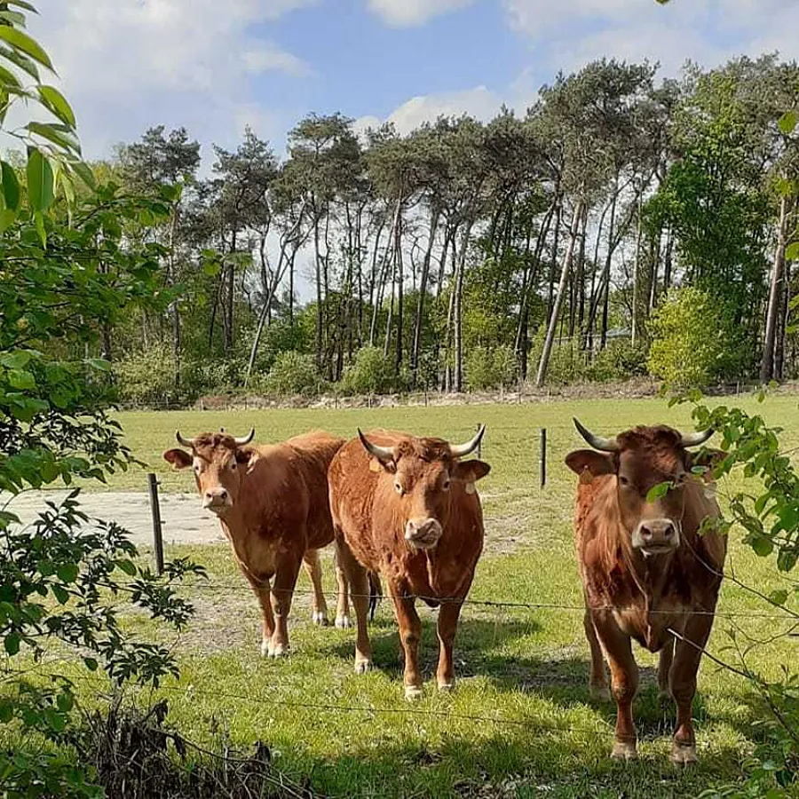 Kijkboerderij de Scharrelhof omgeving Ommerland