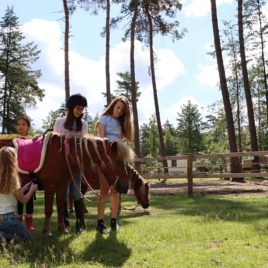 Camping met manege verzorgpony 1