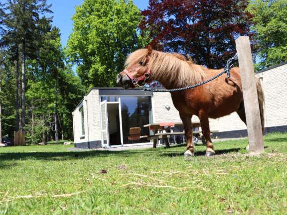 Pony vakantie vakantiepark Ommen 1