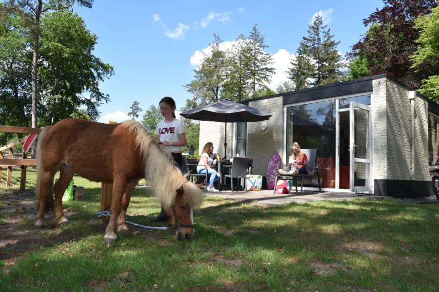 Pony vakantie vakantiepark Ommen 11